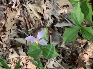 Spring trillium