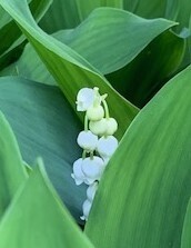 Spring plants